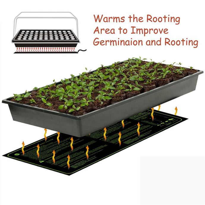 Seedling Heat  Plant